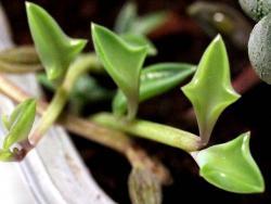 Senecio peregrinus