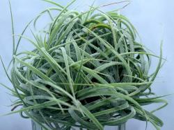 Tillandsia ionantha Curly Leaf