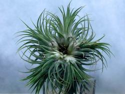 Tillandsia ionantha Maxima