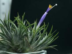 Tillandsia ionantha Mexico