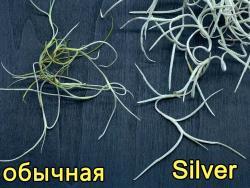 Tillandsia usneoides cv Silver