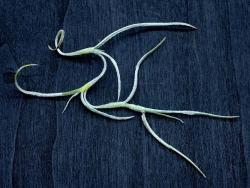 Tillandsia usneoides cv Silver