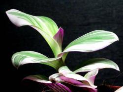 Tradescantia cv Nanouk