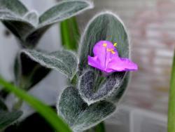 Tradescantia sillamontana