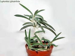 Euphorbia cylindrifolia