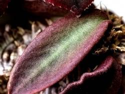 Euphorbia decaryi v decaryi