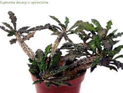 Euphorbia decaryi v spirosticha