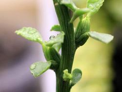 Euphorbia ellenbeckii