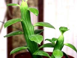 Euphorbia ellenbeckii