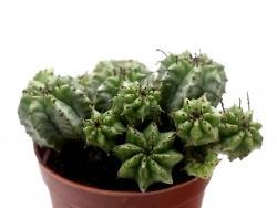 Euphorbia horrida