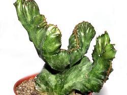 Euphorbia lactea (cristata)
