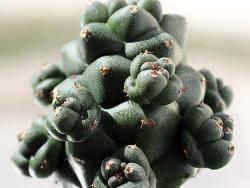 Euphorbia ritchiei