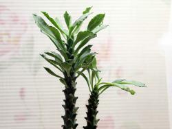 Euphorbia stapelioides