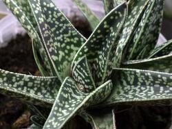 Gasteraloe cv Aveo