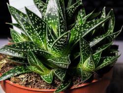 Gasteraloe cv Flow