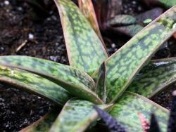 Gasteraloe cv Marble Queen