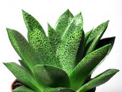 Gasteraloe cv Tiga