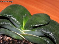 Gasteria armstrongii