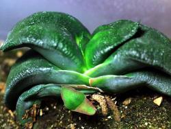 Gasteria armstrongii