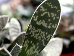 Gasteria brachyphylla