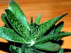 Gasteria brevifolia