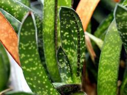 Gasteria carinata croucheri