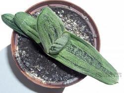 Gasteria cv Little Warty