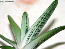 Gasteria cv Little Warty