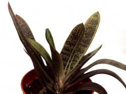 Gasteria cv Redskin