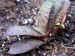 Gasteria cv Zaria