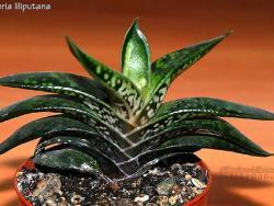 Gasteria liliputana