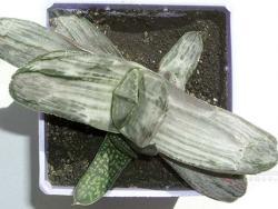 Gasteria (variegated silver-gray)