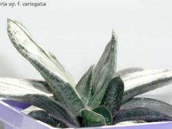 Gasteria (variegated silver-gray)