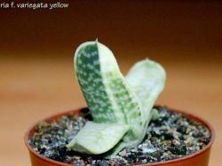 Gasteria (variegated yellow)