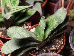 Gasteria x174 (blb)