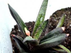 Gasteria x175 (lil)