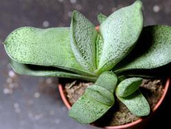 Gasteria x191 (ltg)