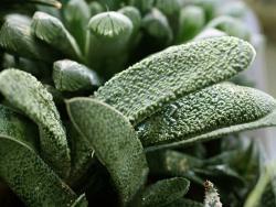 Gasteria x192 (rlf)