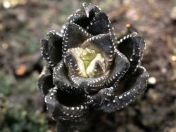 Haworthia coarctata v chalwini