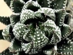 Haworthia coarctata v zebrina