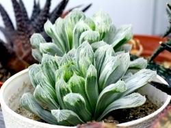 Haworthia pilifera (variegated)