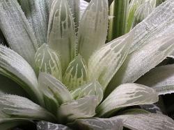 Haworthia pilifera (variegated)