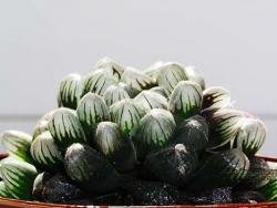 Haworthia cooperi truncata