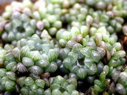 Haworthia cooperi truncata