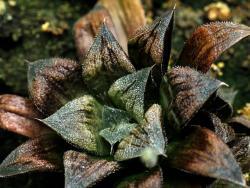 Haworthia cv Chocolate