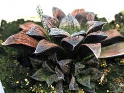 Haworthia cv Chocolate