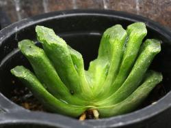 Haworthia cv Lime Green