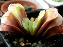 Haworthia cv Lime Green