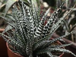 Haworthia cv Zebra