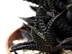 Haworthia limifolia (v3)